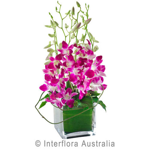Orchids in Glass Vase