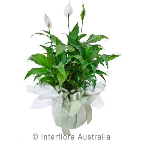 Plant - Spathiphyllum