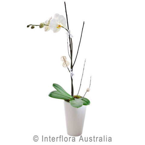Plant - Phalaenopsis