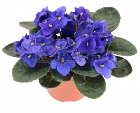 Plant - African Violet