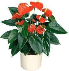 Plant - Anthurium