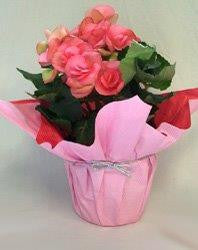Plant - Begonia