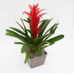 Plants - Bromilead