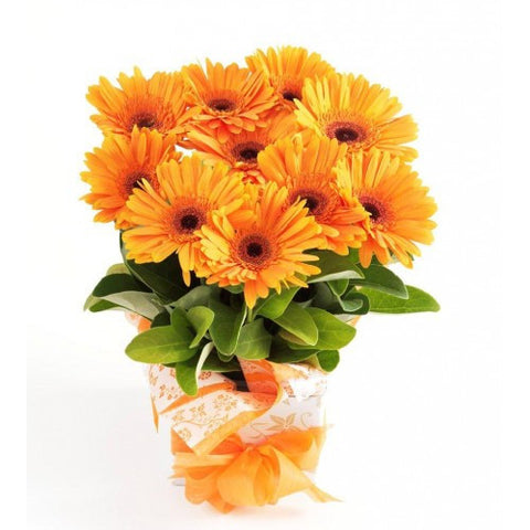 Gerbera Box