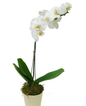Plant - Phalaenopsis Orchid Large