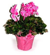 Plant - Cyclamen