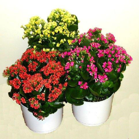 Plants - Kalanchoe