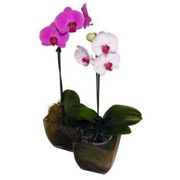 Plants - Phalaenopsis (mini)